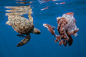 Loggerhead turtle (Caretta caretta) eating a seven-arm octopus (Haliphron atlanticus) under the surface, Azores, North Atlantic