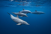 Indian Ocean bottlenose dolphins (Tursiops aduncus) in the lagoon, Mayotte, Indian Ocean