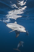 Indian Ocean bottlenose dolphin (Tursiops aduncus) in the lagoon, Mayotte, Indian Ocean