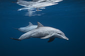 Indian Ocean bottlenose dolphin (Tursiops aduncus) in the lagoon, Mayotte, Indian Ocean