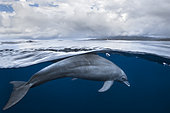Indian Ocean bottlenose dolphin (Tursiops aduncus) in the lagoon, Mayotte, Indian Ocean