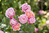 Raspberry Rose Large Rose Flower "Prix Pierre-Joseph Redouté", Summer, Pas de Calais, France,