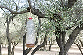 Olive fruit fly trap in olive grove, Alpilles, Provence, France