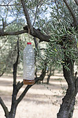 Olive fruit fly trap in olive grove, Alpilles, Provence, France