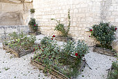 Roses planted in woven squares made of hazel wood in summer, Provence, France