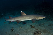 Left side view Whitetip reef Shark (Triaenodon obesus) above the bottom, Tahiti, French polynesia