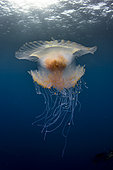 Low angle view Jellyfish (Cephea cephea) drifting in open water, Tahiti, French Polynesia