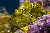 Front left view Commerson's Frogfish head (Antennarius commerson), Tahiti, French Polynesia