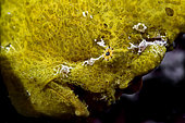 Close right side view Commerson's Frogfish head (Antennarius commerson), Tahiti, French Polynesia