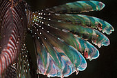 Above view Lionfish (Pterois volitans) pectoral fin by night, Tahiti, French Polynesia