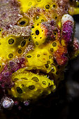 Close front view yellow Warty Frogfish (Antennarius maculatus), Tahiti, French Polynesia