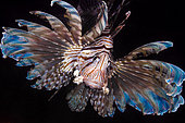 Front view Lionfish (Pterois volitans) by night, Tahiti, French Polynesia