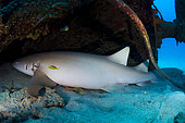 eft side view Tawny Nurse Shark (Nebrius ferrugineus) hidden under a wreck, Tahiti, French Polynesia