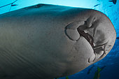 Below view mouth and jaw of Tawny Nurse Shark (Nebrius ferrugineus), Tahiti, French Polynesia