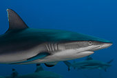 Close right side view Grey Shark (Carcharhinus amblyrhynchos), Tahiti, French Polynesia