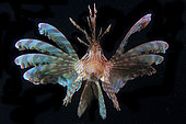 Front view Lionfish (Pterois volitans) by night, Tahiti, French Polynesia