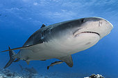 Close view Tiger Shark (Galeocerdo cuvier) with a second one in the background, Tahiti, French Polynesia