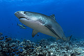 Front view Tiger shark (Galeocerdo cuvier), Tahiti, French Polynesia