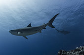 Down angle view two Tiger Sharks (Galeocerdo cuvier) receding, Tahiti, French Polynesia