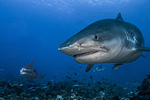 Front view of two Tiger Sharks (Galeocerdo cuvier), Tahiti, French Polynesia