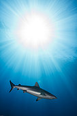 Right side view Grey reef shark (Carcharhinus amblyrhynchos) in the Sun, Tahiti, French Polynesia