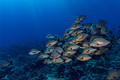 Left side view School of Paddletail Snappers (Lutjanus gibbus) , Tahiti, French Polynesia