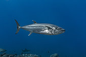 Right side view Dogtooth Tuna (Gymnosarda unicolor), Tahiti, French Polynesia