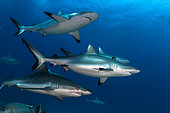 Left side view group of Grey Sharks (Carcharhinus amblyrhynchos) swimming in blue, Tahiti, French Polynesia