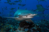 Lemon shark (Negaprion brevirostris) on the reef, Vallée Blanche, Tahiti, French Polynesia