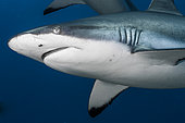 Close face view Grey shark (Carcharhinus amblyrhynchos), French Polynesia