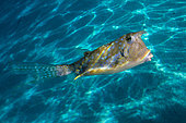 Right side view Longhorn Cowfish (Lactoria cornuta) with rainbow on the body, Tahiti, French Polynesia