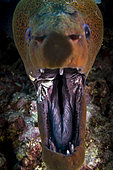 Close front view Giant Moray (Gymnothorax javanicus) with open mouth, Tahiti, French Polynesia