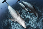 Wide view group of Common Bottlenose Dolphin (Tursiops truncatus) with young one, Rangiroa, French Polynesia