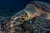 Close right side view head Hawksbill Sea Turtle (Eretmochelys imbricata)