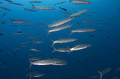 View small group of Heller's Barracudas (Sphyraena helleri) school, Rangiroa, French polynesia