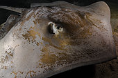 Close right 3/4 front view Whipray (Himantura fai) by night, Tahiti, French polynesia