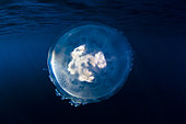Front view Jellyfish (Cephea cephea) drifting in open water, Tahiti, French Polynesia