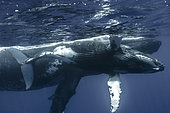 Close right side view young whale and Humpback whale (Megaptera novaeangliae) below surface, Tahiti, French Polynesia