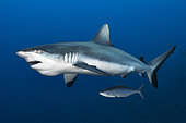 Grey reef shark (Carcharhinus amblyrhynchos) open mouth in the blue, Tahiti, French Polynesia