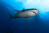 Downside view Tiger Shark (Galeocerdo cuvier), Tahiti, French Polynesia