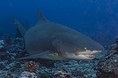 Front right view female pregnant Sicklefin lemon shark (Negaprion acutidens), Tahiti, Polynésie