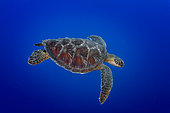 Up Right side view Green Turtle (Chelonia mydas) swimming, Tahiti, French Polynesia