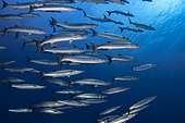 Profil view Blackfin barracudas (Sphyraena qenie) school, Tahiti, French polynesia