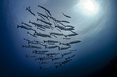 Low angle view Blackfin barracudas (Sphyraena qenie) school, Tahiti, French polynesia