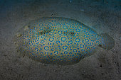 Above view of a Flowerys Flounder (Bothus mancus) in the sand bottom, French Polynesia