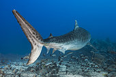 Back view Tiger Shark (Galeocerdo cuvier) swimming above the bottom, Tahiti, French Polynesia