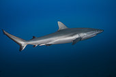 Grey reef shark (Carcharhinus amblyrhynchos) in the blue, Tahiti, French Polynesia