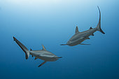 Back view of two Grey Sharks (Carcharhinus amblyrhynchos) in the blue, Tahiti, French Polynesia