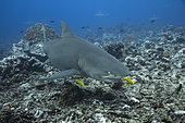 Right side view of a Sicklefin Lemon Shark (Negaprion acutidens) wth his pilotes Golden Jack (Gnathanodon speciosus), Tahiti, Polynésie
