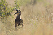 Southern ground hornbill (Bucorvus leadbeateri) juvenile singing, Kruger, South Africa